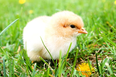 white chick on green grass thumbnail