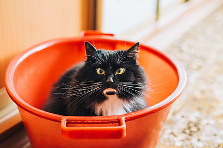 black and white cat inside the pail thumbnail