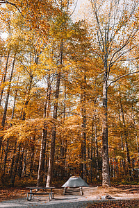 gray camping tent on forest thumbnail