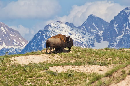 Brown Bison on Top of Brown Mountain With Green Grass Field thumbnail