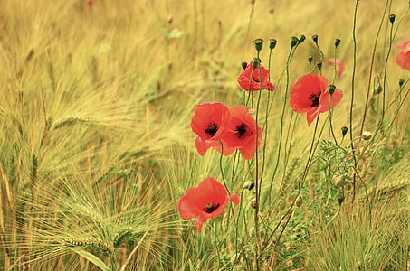 orange poppies and wheat field closeup photography at daytime thumbnail