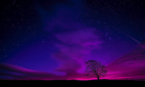 silhouette of tree during daytime digital wallpaper thumbnail