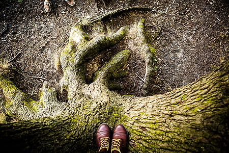 pair of brown shoes on tree thumbnail