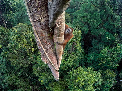gorilla climbing on tree thumbnail