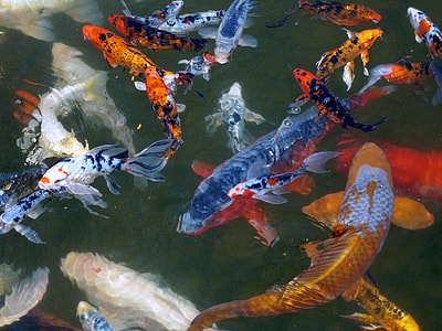 photo of school of fish thumbnail