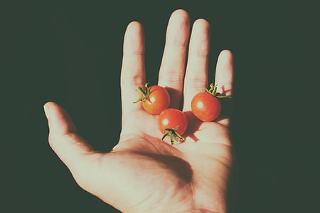 three tomatoes on human palm thumbnail