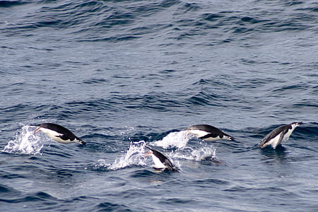 four penguin swimming in body of water thumbnail
