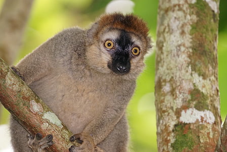 selective focus photography of gray primate on tree thumbnail