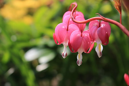 pink and white petaled flower thumbnail