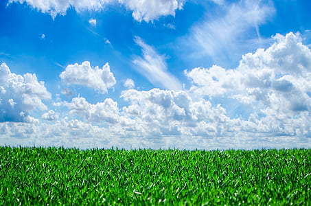 green grass field under blue sky and white clouds thumbnail