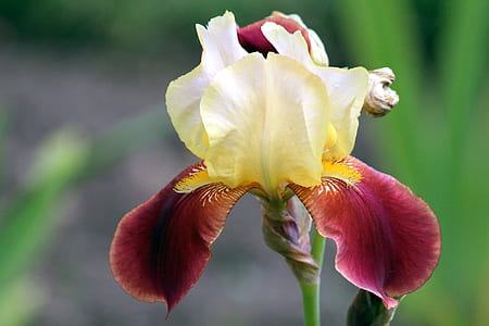 selective focus photograph of orchid thumbnail