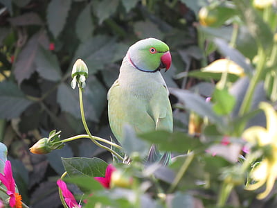 green rose-ringed parakeet on flowers thumbnail