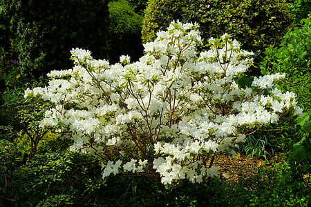 white azalea flowering tree thumbnail