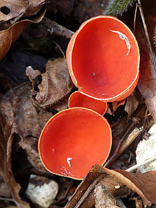 Vermilion Kelchbecherling, Mushroom thumbnail