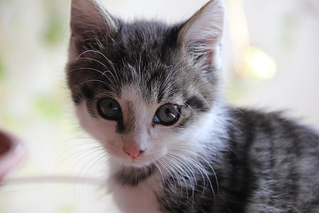 close-up photography of gray and white kitten thumbnail