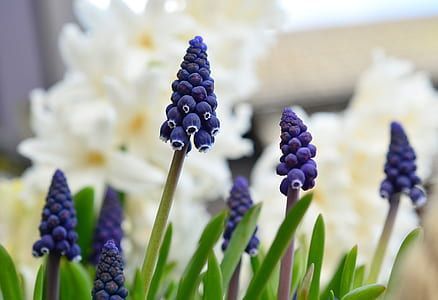 selective focus photo of purple flowers thumbnail