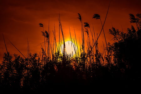 silhouette photo of grass at noontime thumbnail