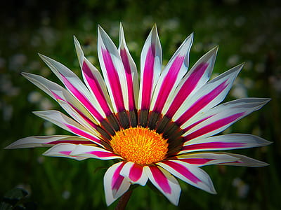 macro photography of red and white Gazania flower thumbnail