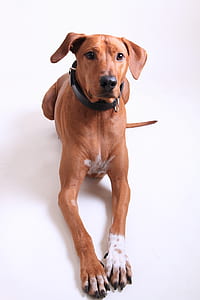 animal, dog, pet, fur thumbnail