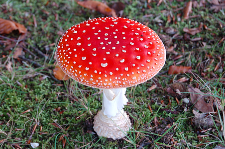 red and white fly agaric on grass field thumbnail