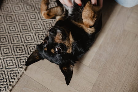 Petting the little cute dog thumbnail