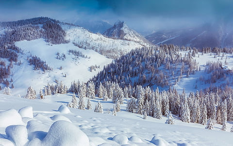 trees on mountain covered with snow thumbnail