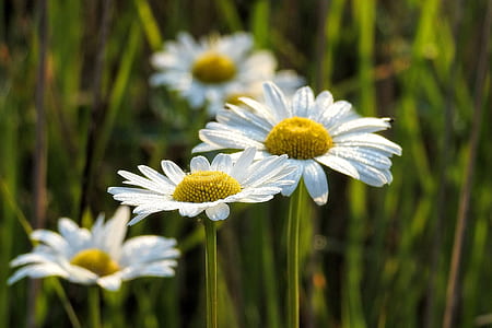 shallow focus photography of white flowers thumbnail