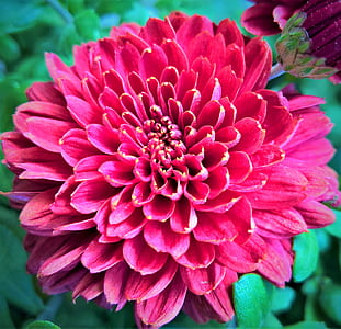 close-up photography of pink dahlia thumbnail
