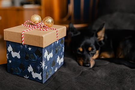 Christmas gifts for a cute little dog thumbnail