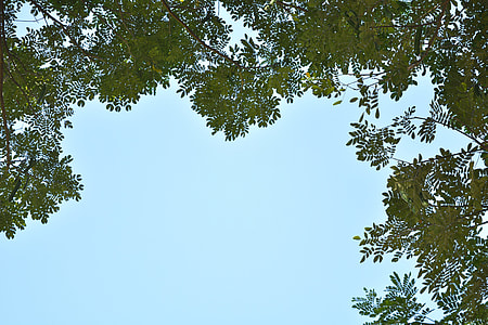 green leaves under blue sky thumbnail
