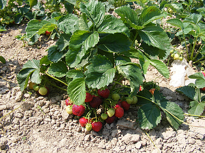 Strawberries, Strawberry Bush thumbnail