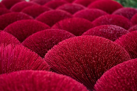 macro photography of red leafed plant thumbnail