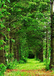 alley in between row of trees thumbnail