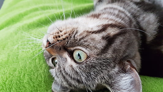 grey and black cat thumbnail