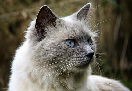 selective focus photography of Himalayan cat thumbnail