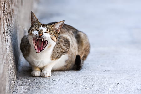 Calico cat yawning beside wall thumbnail