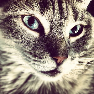 silver tabby cat thumbnail