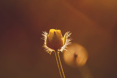 light, nature, summer, garden thumbnail