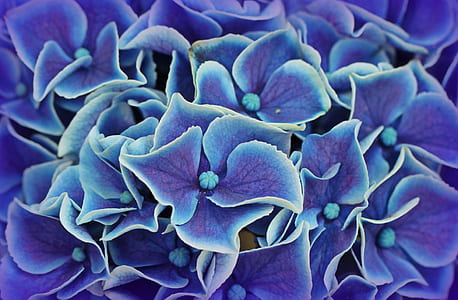 blue-and-white flowers thumbnail
