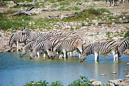 herd of zebras drinking on lake thumbnail