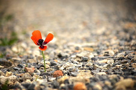 orange poppy on brown field closeup photography thumbnail