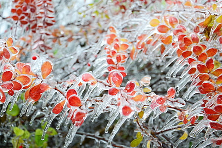 red petal flower covered with ice thumbnail