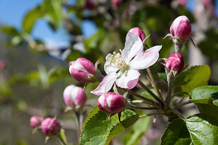 macro shot photography of white-and-pink Apple blossoms thumbnail