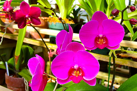 Pink Moth Orchids thumbnail