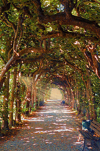 hallway covered with green leaf trees during daytime thumbnail