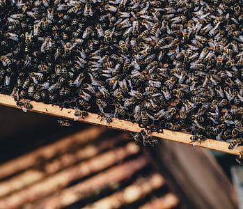 bees in beehve thumbnail