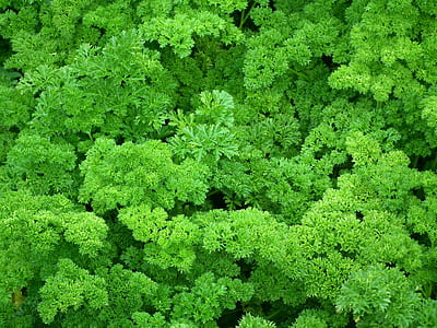 bird's eye view photo of green forest trees thumbnail