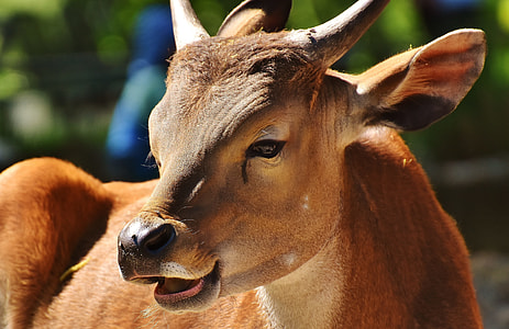 brown calf close-up photo during daytime thumbnail