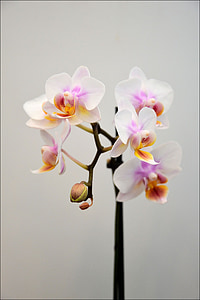 white-and-pink moth orchid thumbnail