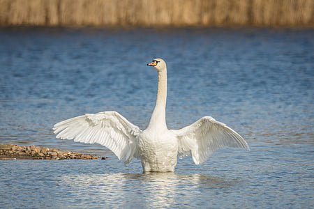 white swan in body of water thumbnail